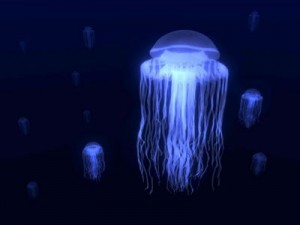 Box Jellyfish