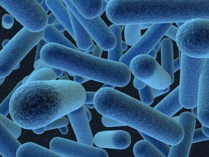 Bacteria